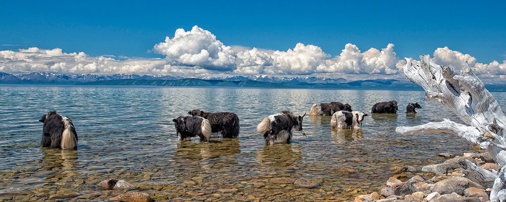 Horses, Eagles and Eating Boodog - Mongolia - The Wise Traveller - Yaks