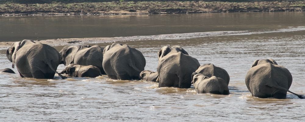 Hotel Review - Mfuwe Lodge - South Luangwa National Park - Zambia - The Wise Traveller - Elephants