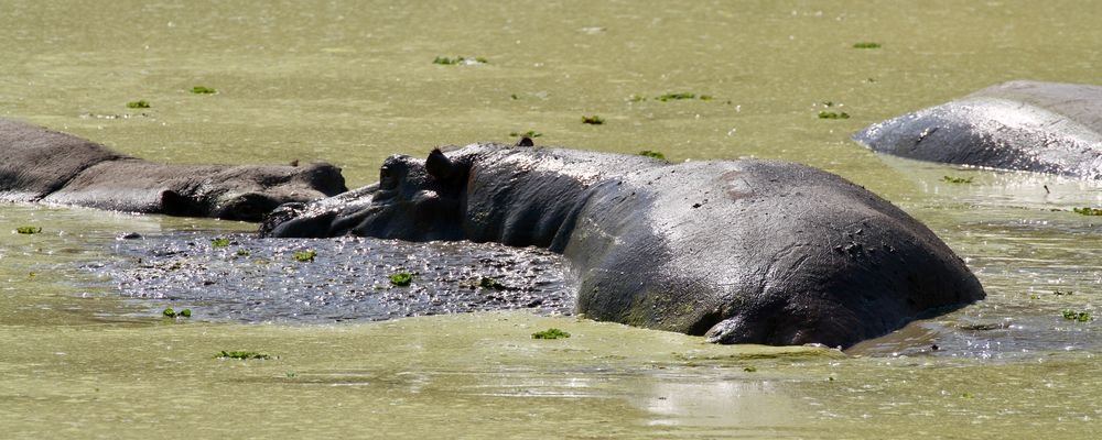 Hotel Review - Mfuwe Lodge - South Luangwa National Park - Zambia - The Wise Traveller - Hippo