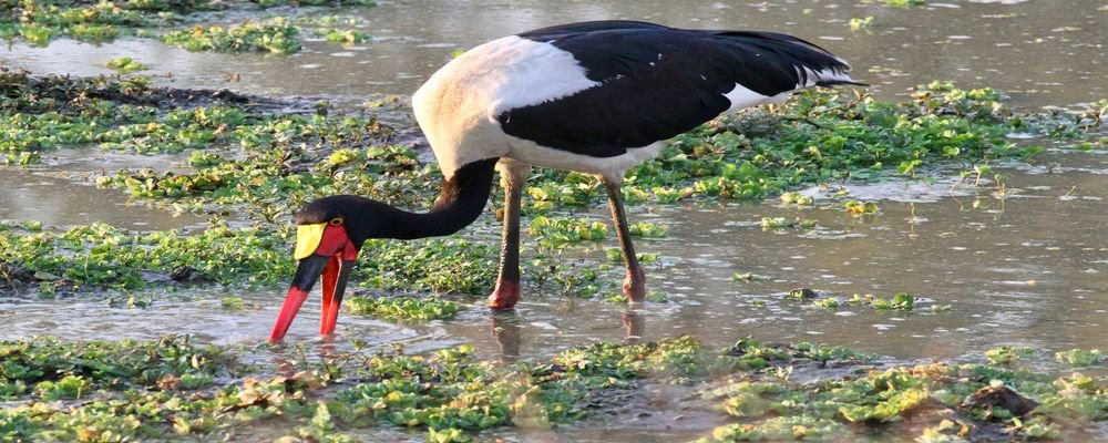 Hotel Review - Mfuwe Lodge - South Luangwa National Park - Zambia - The Wise Traveller - Stork