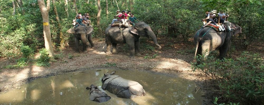 How to Enjoy Animal Tourism Responsibly and Ethically - The Wise Traveller - Elephant ride