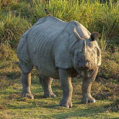 How to Enjoy Animal Tourism Responsibly and Ethically - The Wise Traveller - Rhino