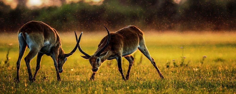 How to Photograph Animals When Travelling - The Wise Traveller - Antelope