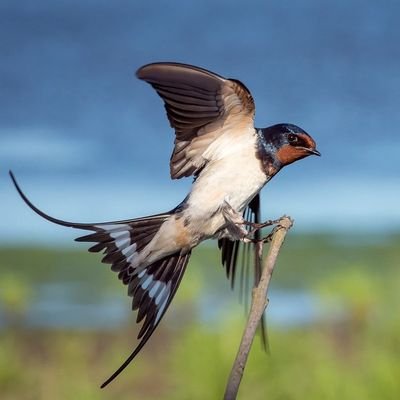 How to Photograph Animals When Travelling - The Wise Traveller - Bird