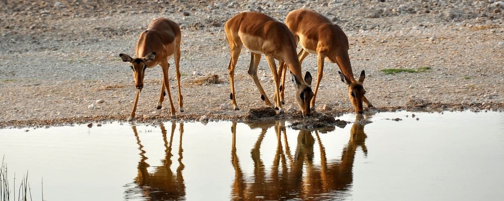 How to See the World from Your Own Sofa - The Wise Traveller - Africa