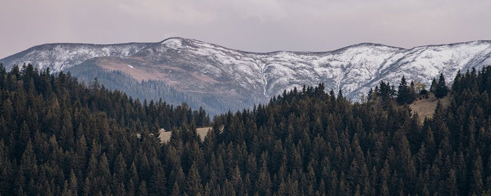 If You Go Down to the Woods Today - Romania’s Brown Bears - The Wise Traveller - Fundata