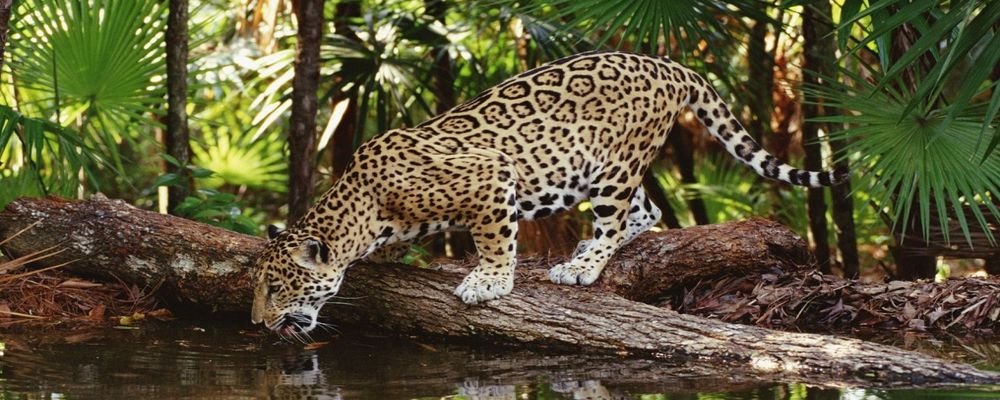 IGUAZU FALLS - RUMBLE IN THE JUNGLE - The Wise Traveller - Jaguar
