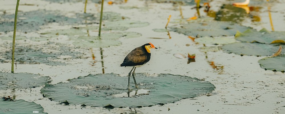 Kakadu National Park - Australia - The Wise Traveller - 1002879-Comb-crested_jacana__Kakadu-35 (Tourism & Events NT/@cruising.cat)