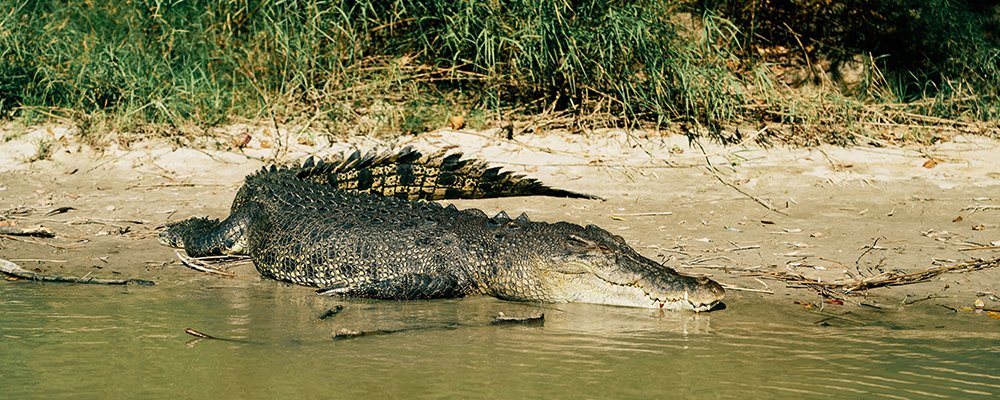 Kakadu National Park - Australia - The Wise Traveller - 1004889-Crocodile__Guluyambi_Cultural_Cruise-35 (Tourism & Events NT/ Safari Global/ Guluyambi Cultural Cruise)