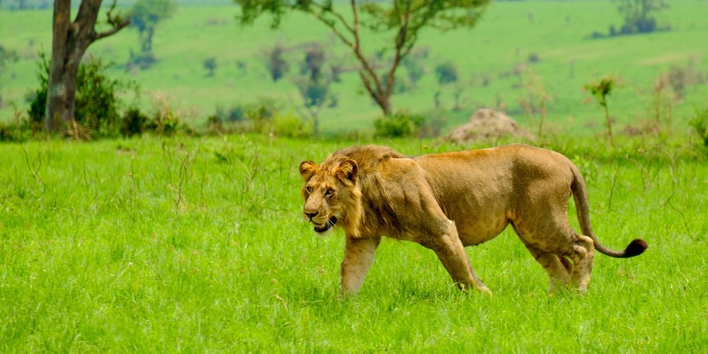 Top 4 Wildlife Watching Destinations - The Wise Traveller