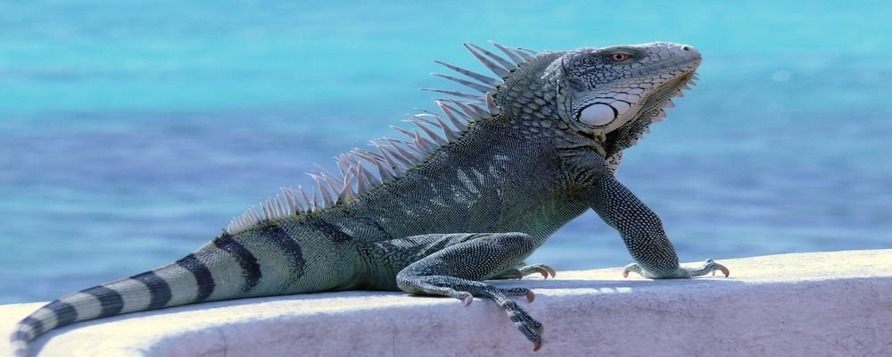 Looking for the Perfect Tropical Destination? Try Bonaire - The Wise Traveller - Bonaire Iguana