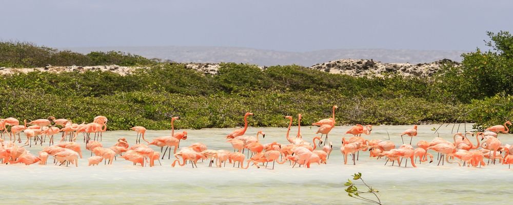 Looking for the Perfect Tropical Destination? Try Bonaire - The Wise Traveller - Flamingoes