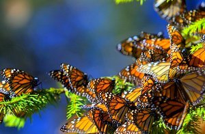 10 Stunning Natural Phenomenon - The Wise Traveller