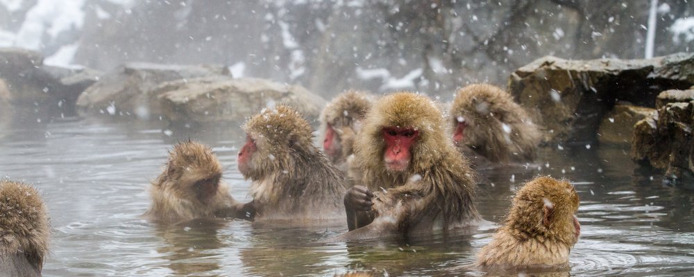 5 Winter Wonderlands to Visit - The Wise Traveller - Nagano Japan