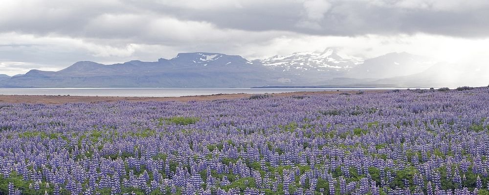 Monthly Round-Up - March - The Wise Traveller - lupins - Iceland