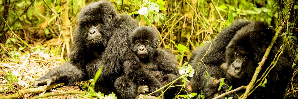 Trekking With Mountain Gorillas - The Wise Traveller