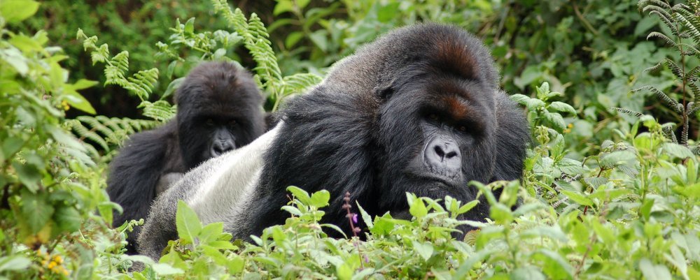 Trekking With Mountain Gorillas - The Wise Traveller