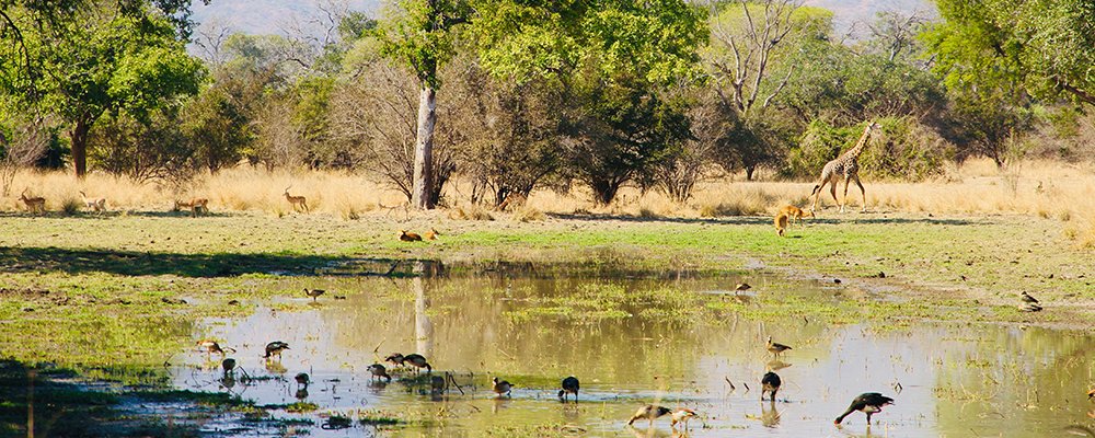 My 5 Favorite Places - The Wise Traveller - Africa - Animals