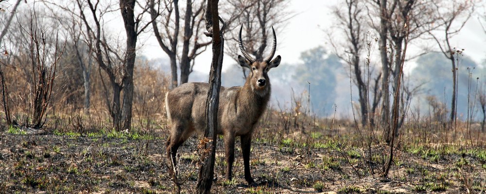 Nkala Lodge - Kafue National Park Zambia - The Wise Traveller