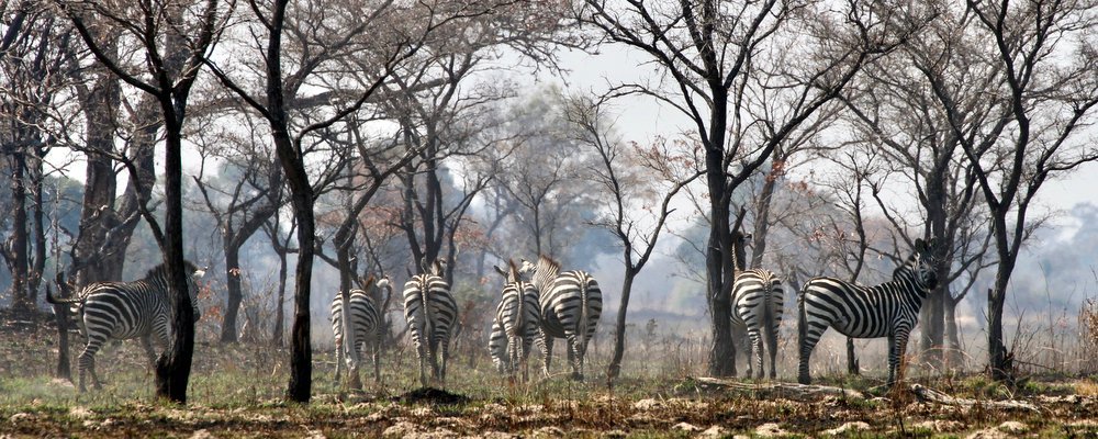 Nkala Lodge - Kafue National Park Zambia - The Wise Traveller