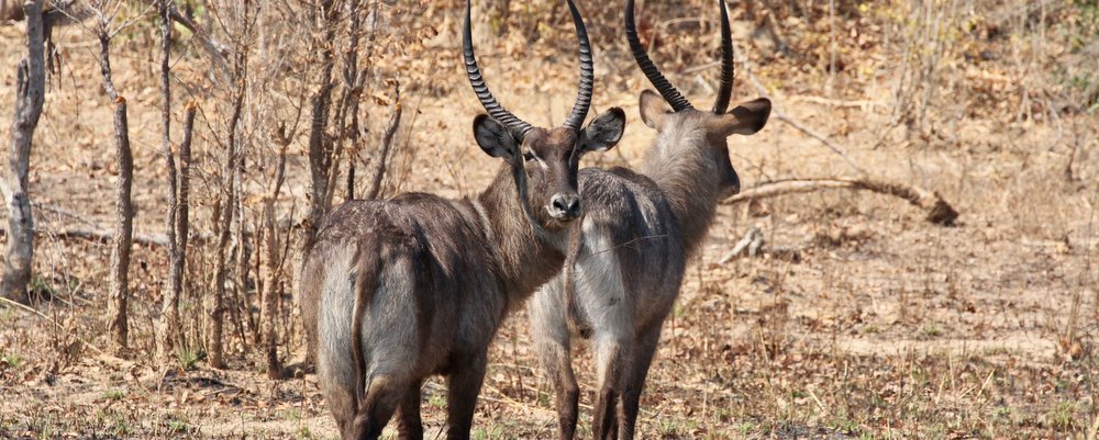 Nkala Lodge - Kafue National Park Zambia - The Wise Traveller