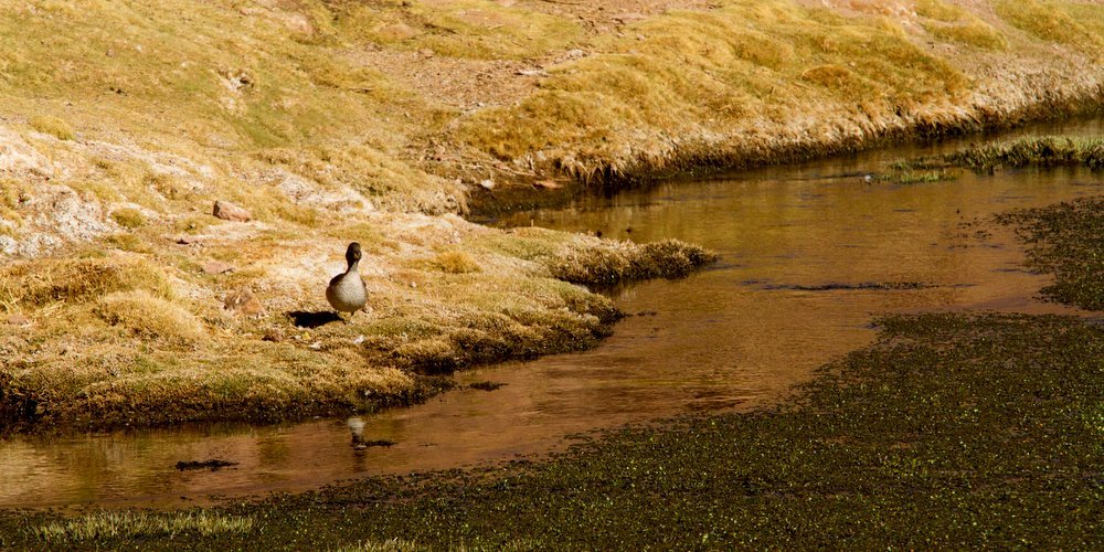 5 Places to See the Earth’s Oldest Living Things - The Wise Traveller