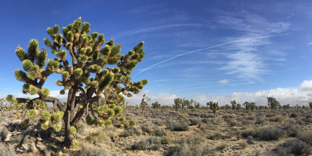 5 Places to See the Earth’s Oldest Living Things - The Wise Traveller