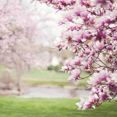 Once-in-a-Lifetime Trips to Add to Your Bucket List - The Wise Traveller - Cherry Blossom - Japan