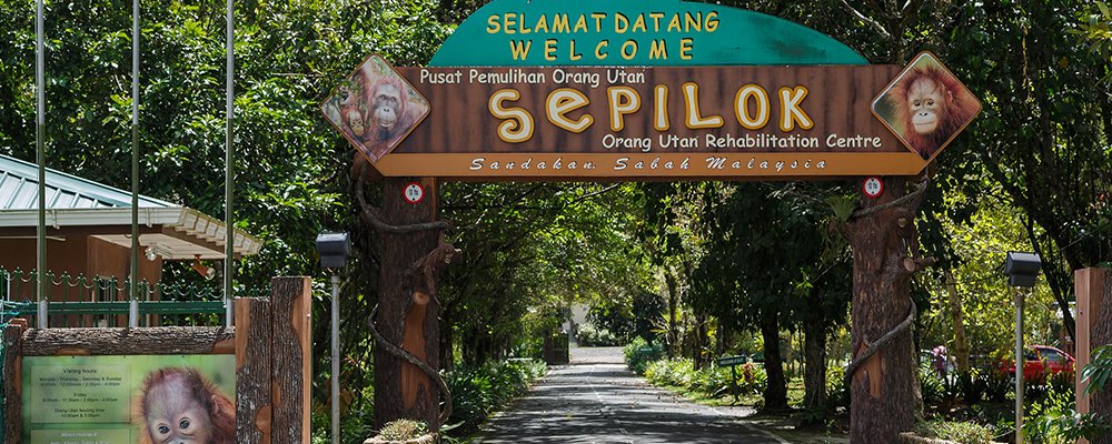 Orangutans in the Garden - Sepilok Nature Resort - Sabah - The Wise Traveller - Orangutan