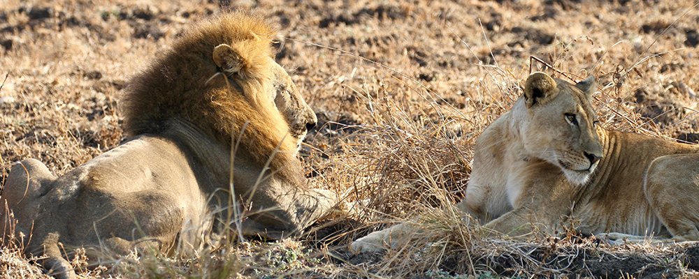 Peeking at Lions in the Wild - The Wise Traveller - IMG_6468