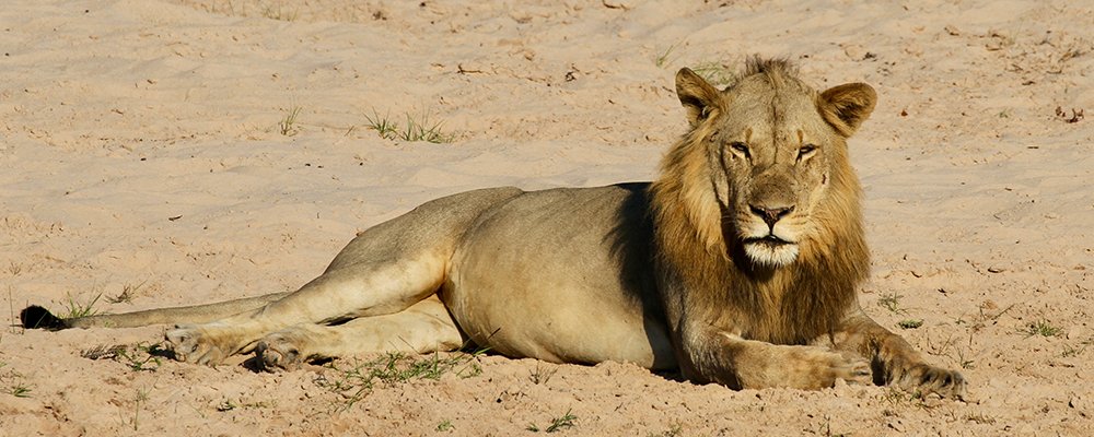 Peeking at Lions in the Wild - The Wise Traveller - IMG_9335