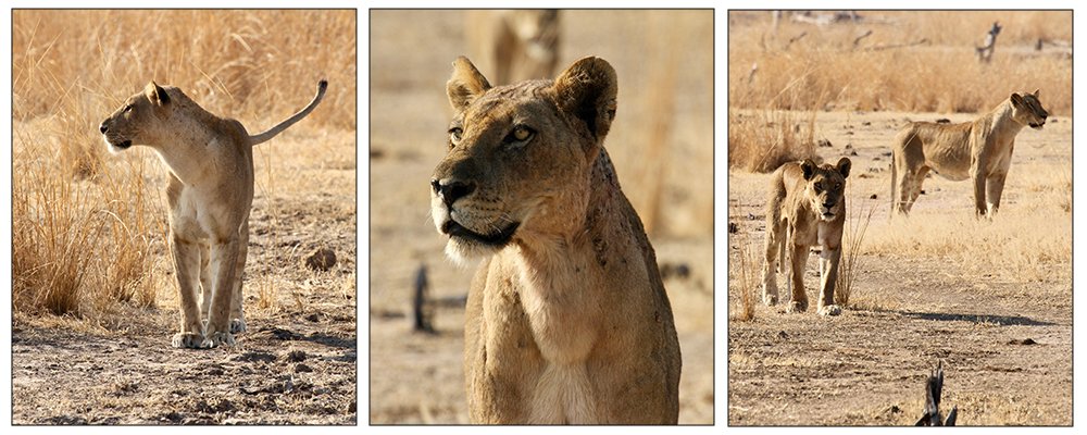 Peeking at Lions in the Wild - The Wise Traveller - Lioness