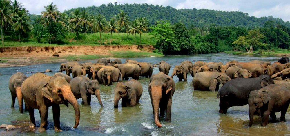 A Taste Of Sri Lanka - The Wise Traveller