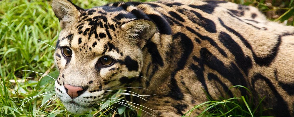 Playing David Attenborough - Weird and Wonderful Animal Life - The Wise Traveller - Clouded Leopard