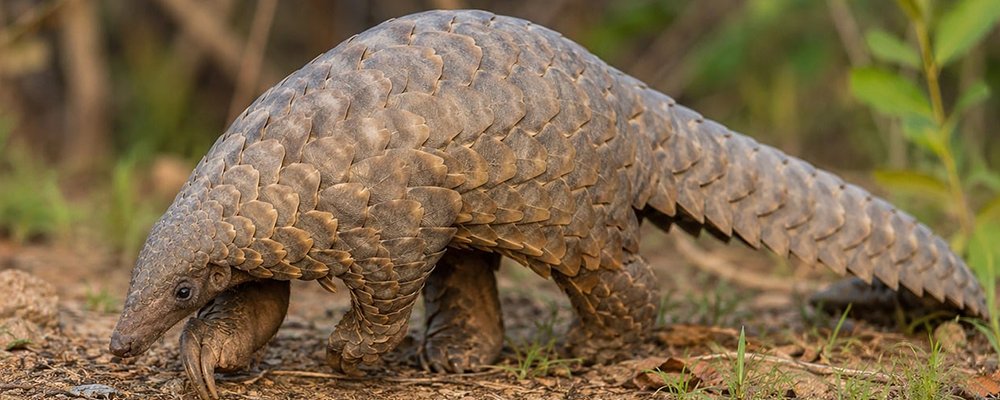 Playing David Attenborough - Weird and Wonderful Animal Life - The Wise Traveller - Pangolin