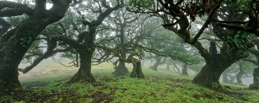 Proudly Made in Madeira - The Wise Traveller - Laurisilva Forest