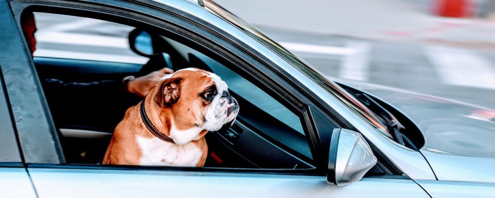 Tips for Travelling with Pets - The Wise Traveller