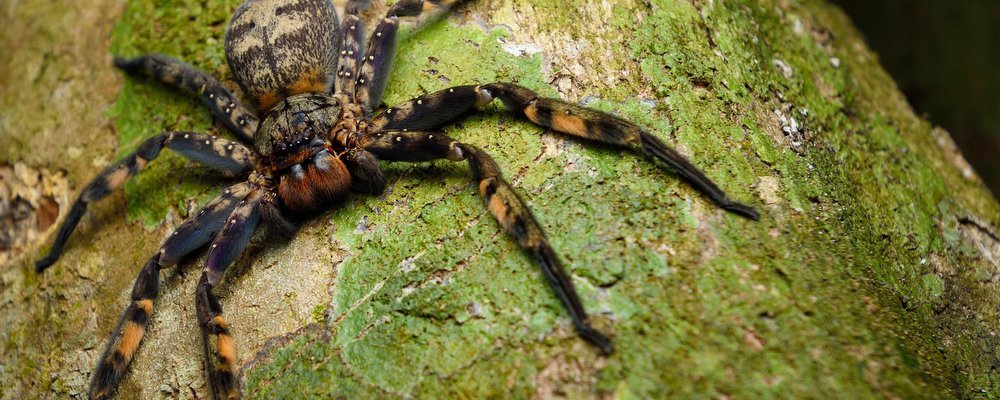 Avoiding Creatures That Bite in Thailand - The Wise Traveller