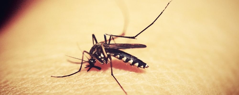 Reminders On Staying Healthy When Travelling - The Wise Traveller - Mosquito