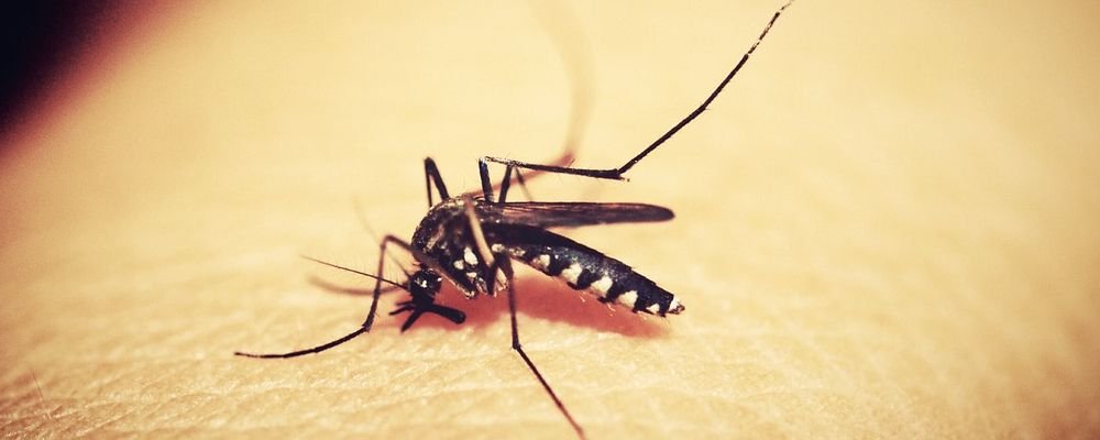 Reminders On Staying Healthy When Travelling - The Wise Traveller - Mosquito