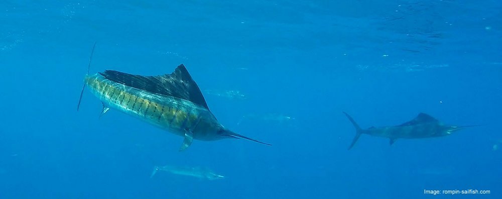 Sport Fishing - Kuala Rompin - Sailfish