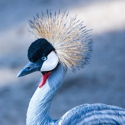 Safari Zambia Fast Facts You Need to Know - The Wise Traveller - Avian Crane