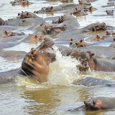 Safari Zambia Fast Facts You Need to Know - The Wise Traveller - Hippos