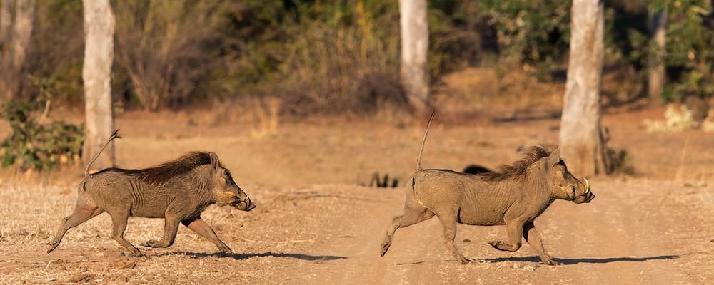 Safari Zambia Fast Facts You Need to Know - The Wise Traveller - Wild Boars