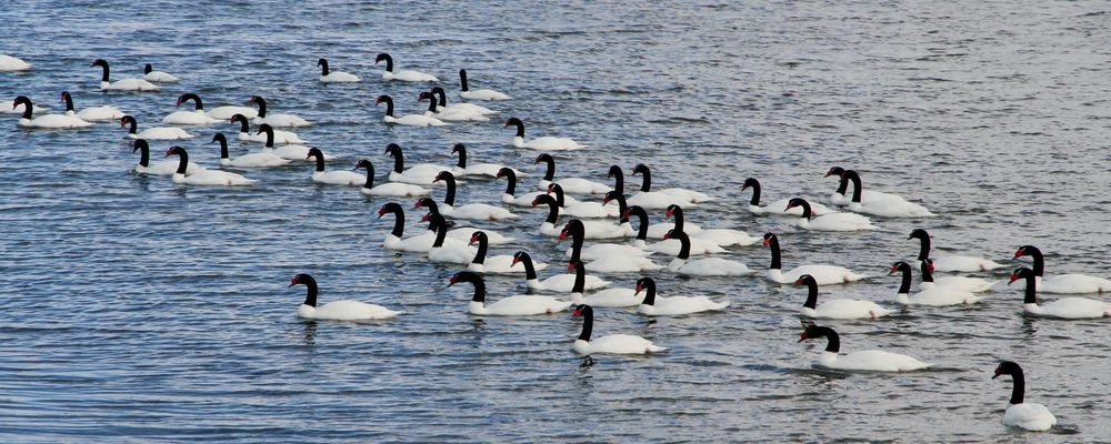 Sloths, Swans and Ice Cream in Wine– Puerto Natales - Chile - The Wise Traveller - IMG_9559