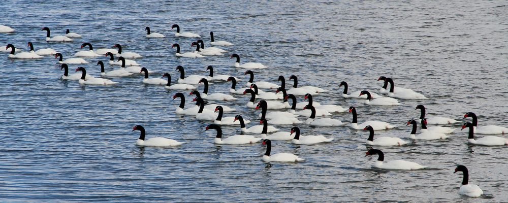 Sloths, Swans and Ice Cream in Wine– Puerto Natales - Chile - The Wise Traveller - IMG_9559