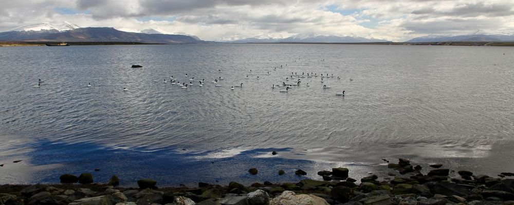 Sloths, Swans and Ice Cream in Wine– Puerto Natales - Chile - The Wise Traveller - IMG_9568