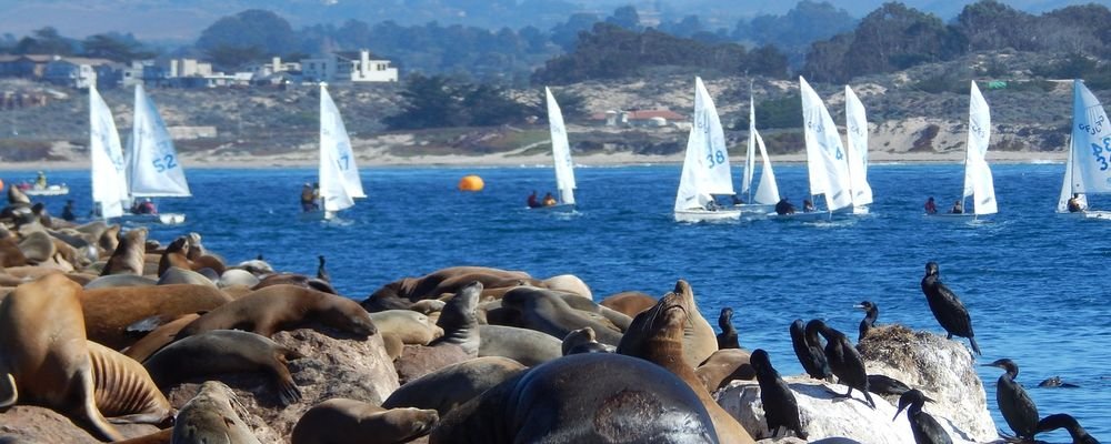Spotting Marine Life in Monterey Bay, California - The Wise Traveller - Sail boats