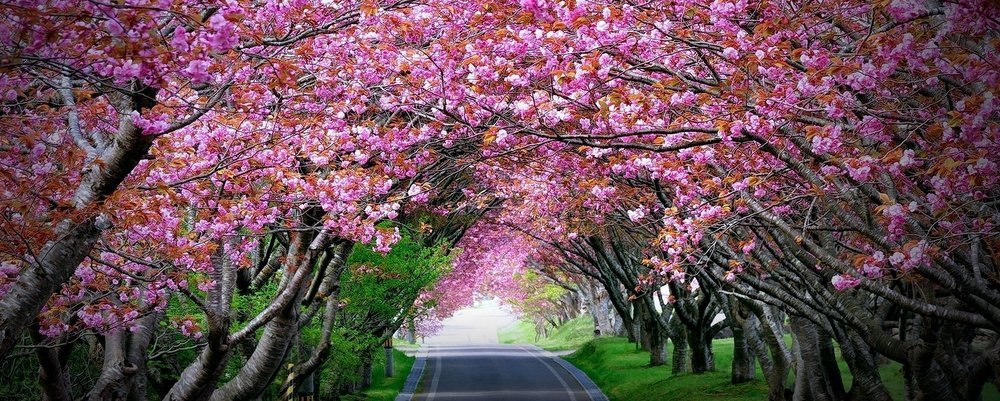 10 Best Cherry Blossom Festivals Around the World - The Wise Traveller