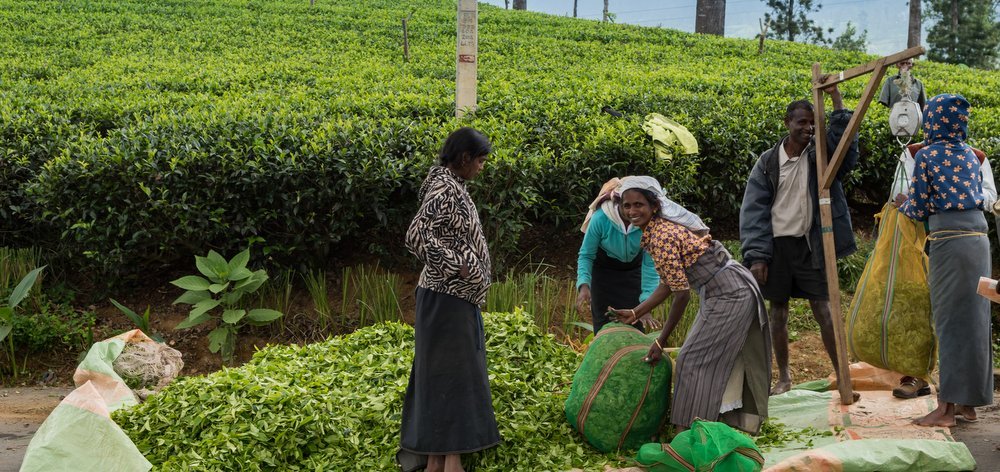 A Taste Of Sri Lanka - The Wise Traveller